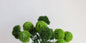 21.5" Realistic Faux Dianthus Green Ball Fresh Green stem