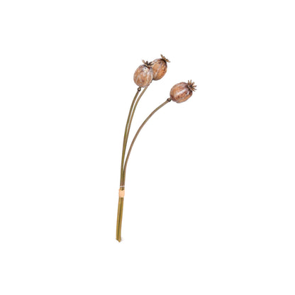 Poppy Pod Bunch 20 Inch