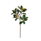 Magnolia Leaf Branch - 44 Inch