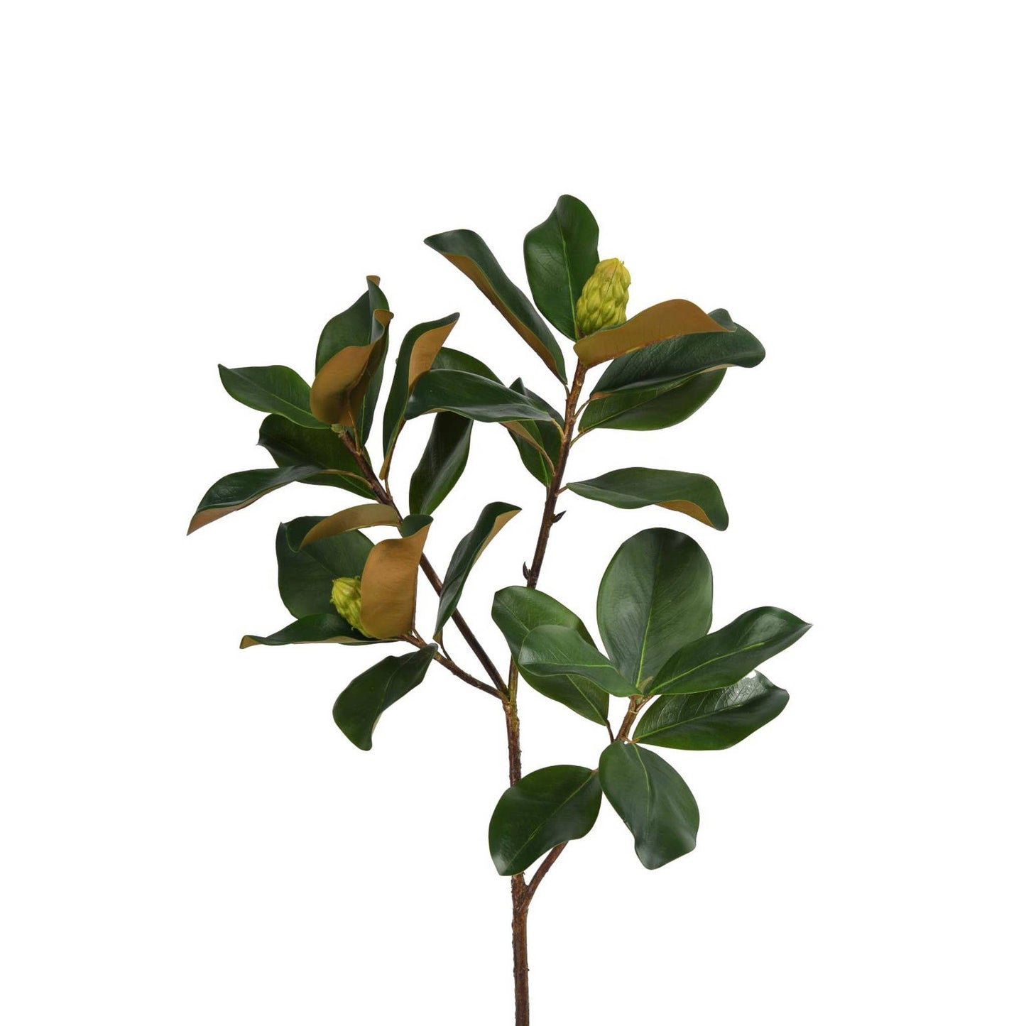 Magnolia Leaf Branch - 44 Inch