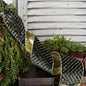 57R1302- Velvet Wired Ribbon-4inx10YD-Olive Green Diamond/Go