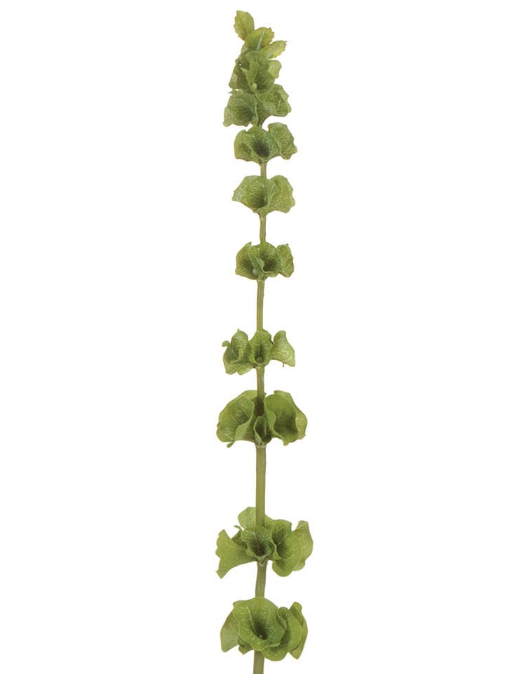 32" BELLS OF IRELAND